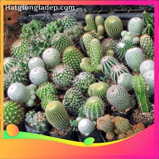 Hạt Giống Sương Rồng Mix - 10 Hạt [  ] VIETGAR