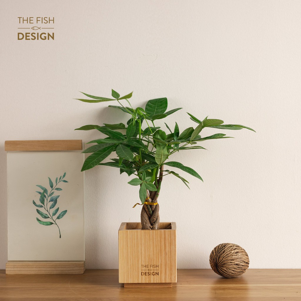 Chậu cây kim ngân xoắn | THE FISH SIZE M