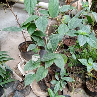 Cây ngọc nữ đỏ