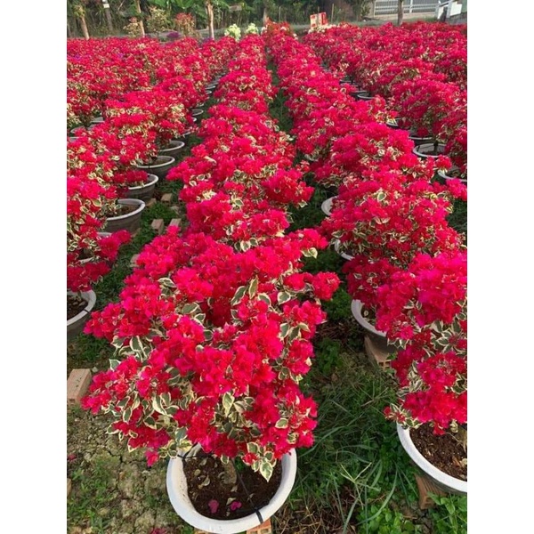 Hoa giấy cẩm thạch đỏ. Cây bán hình 2 nguyên bản nha.