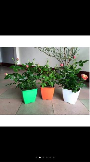 Set 3 chậu vuông kích thước 16x15 cm