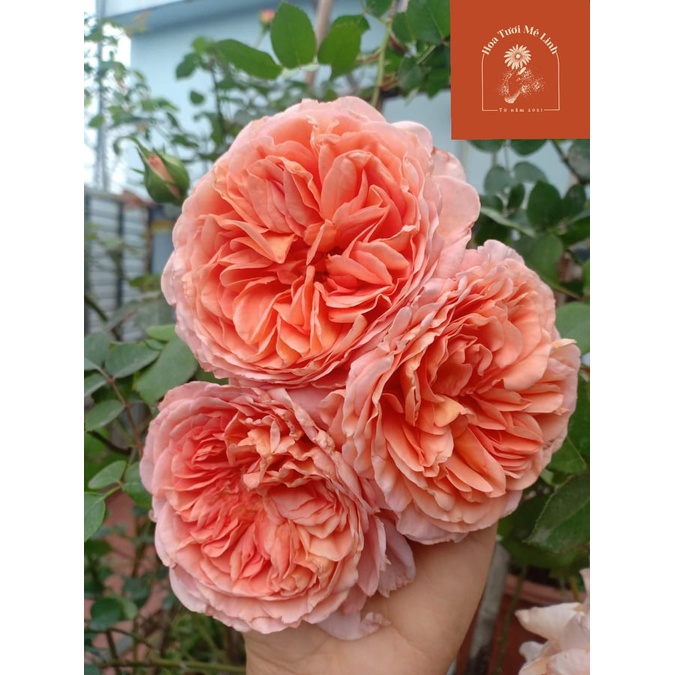 Hoa Hồng NGOẠI Abraham Darby (LEO ) Vẻ Đẹp Tinh Khiết -HoaTuoiMeLinh