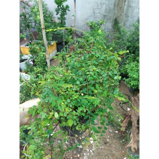 sơn liễu giống
