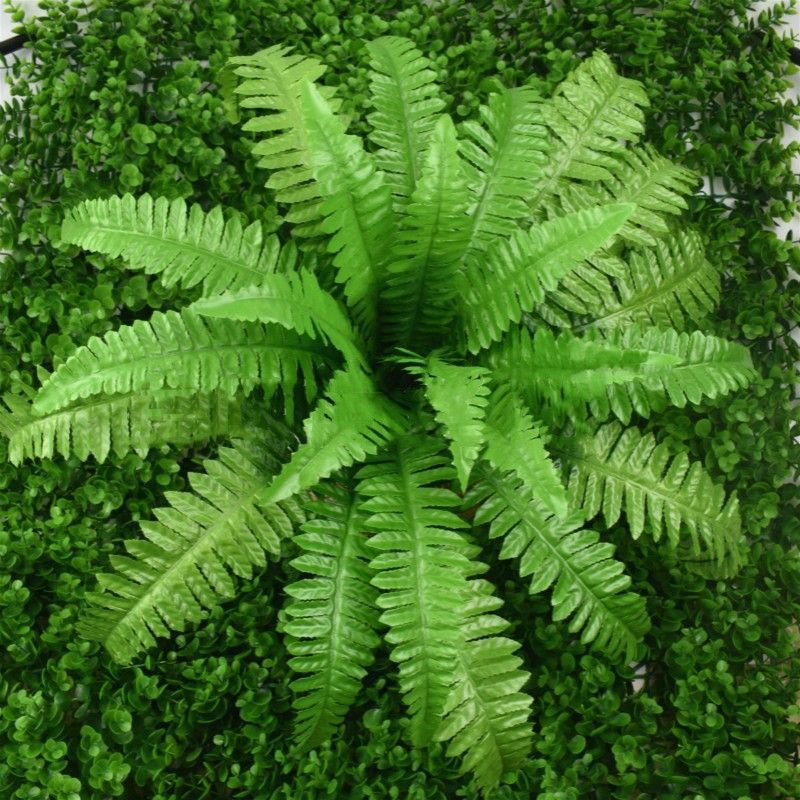 Cây dương xỉ treo tường , cây dương xỉ trang trí