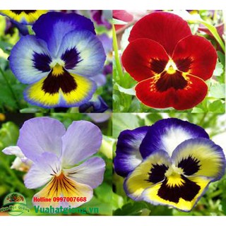 Hạt giống hoa pansy - Rau củ quả trồng tại vườn, sân thượng, nông trang, ban công