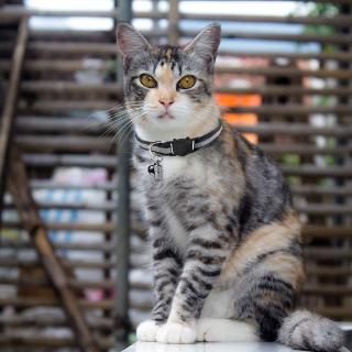 Vòng cổ phối chuông dành cho thú cưng