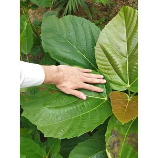 Cây vả mật giống quả to