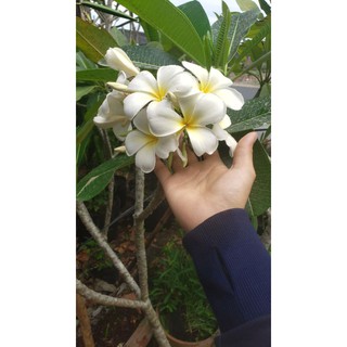 cây sứ đại trăng bông thơm