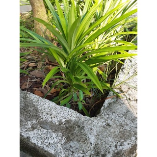 cây giống lá dứa thơm(lá nếp thơm)