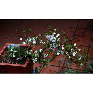 BẦU CÂY GIỐNG NHẤT CHI MAI