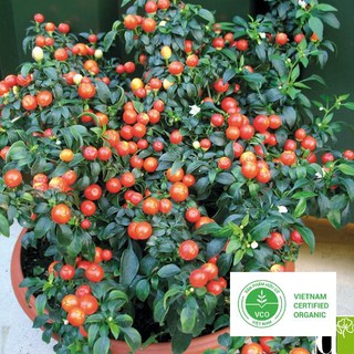 30 hạt giống ớt kiểng tròn thuthuy