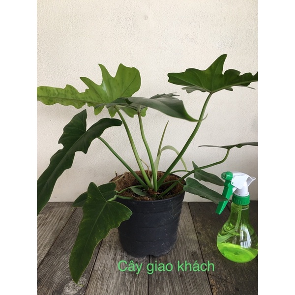 Cây Philodendron Golden Dragon (trầu bà rồng vàng) + tặng 1 trụ xơ dừa