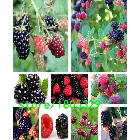 Giống Mâm Xôi Phúc bồn tử Raspberry seeds