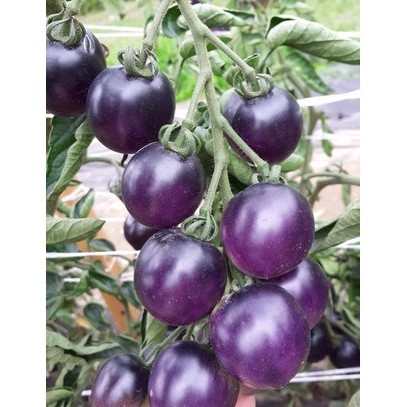 Hạt Giống Cà Chua Tím  - Dinh Dưỡng, Năng Suất Cao - MUA 3 TẶNG 1 CÙNG LOẠI