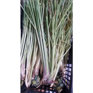 Sả Cây 500g