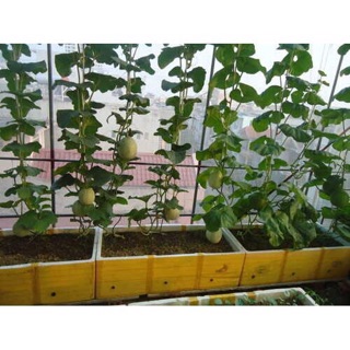 [GIÁ GỐC] Hạt Giống Dưa Lưới Xanh - 10 hạt
