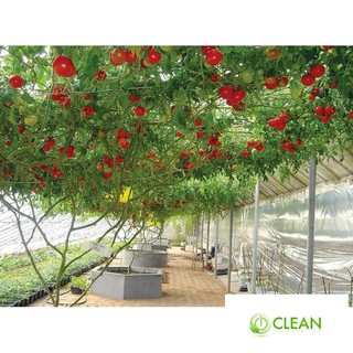Hạt giống cà chua bạch tuột