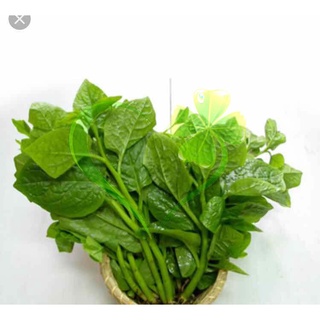 Hạt giống mồng tơi xanh - gói 20 gram