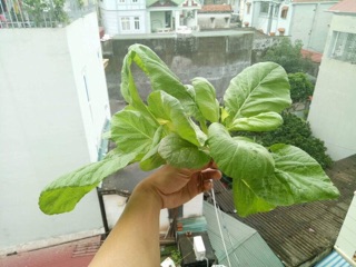 Hạt Giống Cải Mơ Hoàng gia RS030 - 25g
