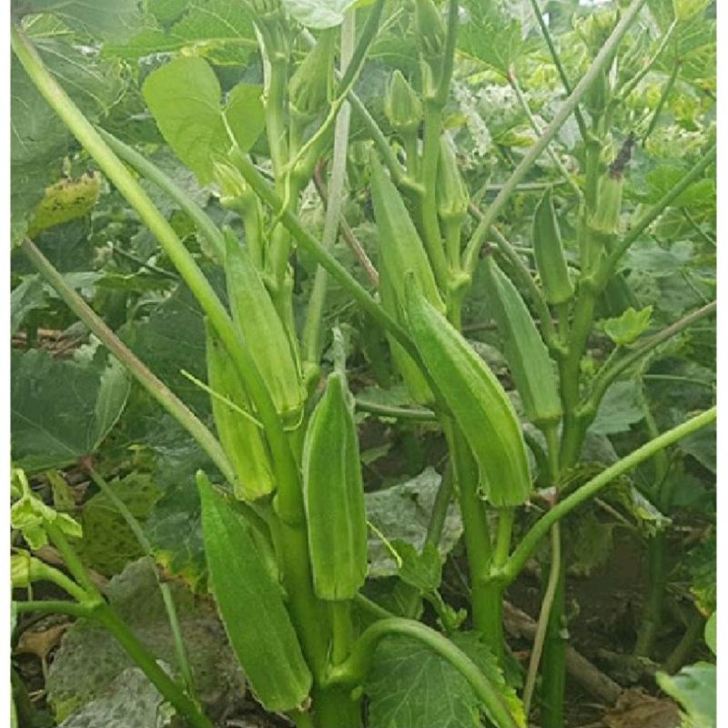Hạt Giống Đậu Bắp Cao Sản HN-26 Sai Trái gói 20g