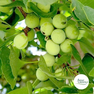 Bạch Quả khô 1KG - FG113