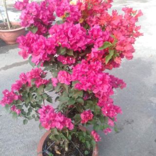 Cây giấy ghép 2 màu ( hồng và trắng)