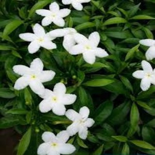 CÂY GIỐNG MAI VẠN PHÚC
