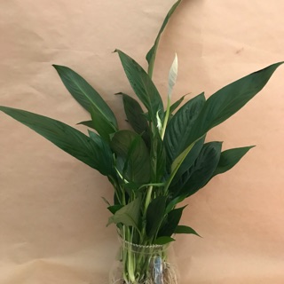 Cây lan ý thuỷ sinh