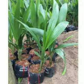 Combo 10 cây giống dừa xiêm lùn