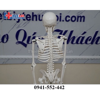 Mô hình bộ xương người
