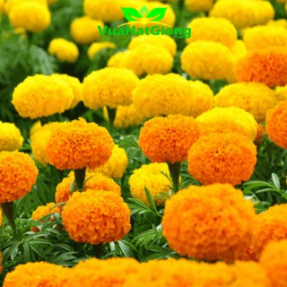 Hạt Giống Hoa Vạn Thọ Pháp Lùn Đủ Màu