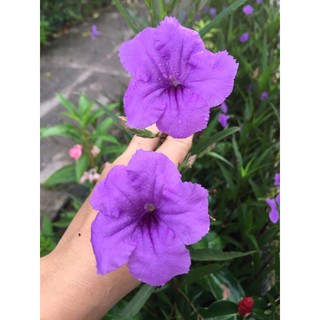 Cây chiều hồng, chiều tím