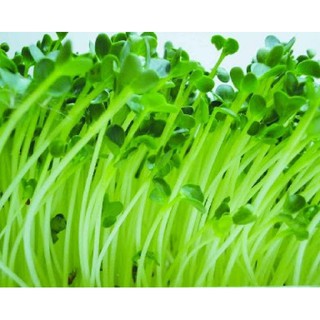 Hạt Mầm Cải Bẹ Xanh - Gói 50 gram