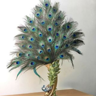 Lông công phong thủy(mắt to) bán từ 5 chiếc