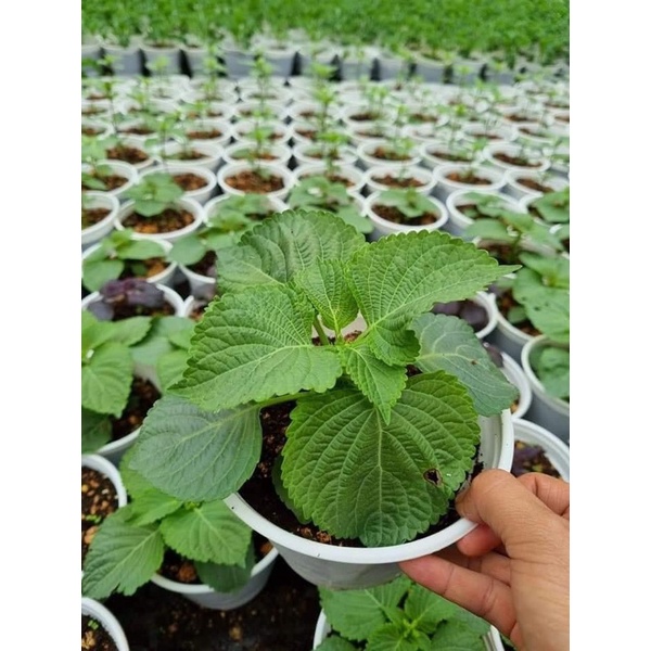 CÂY GIỐNG LÁ MÈ ( Lá vừng) Hàn Quốc