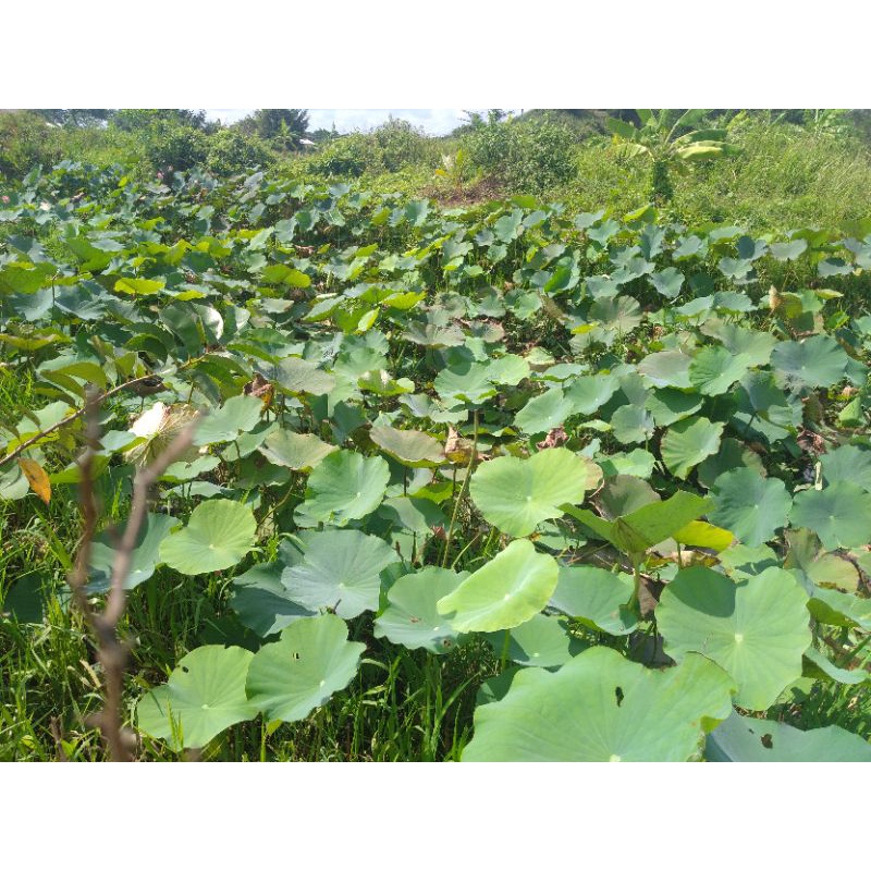 Lá sen tươi 1kg