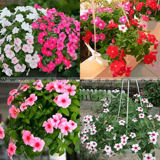 Hạt giống hoa dừa cạn mix 100 hạt