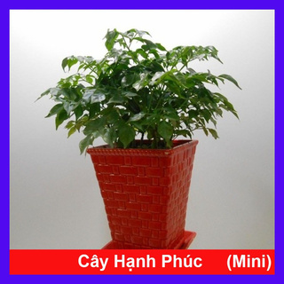 Caykiengsadec - Cây Hạnh Phúc - Cây cảnh mini để bàn
