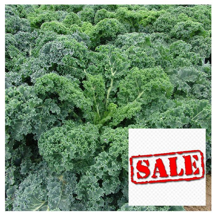 150 hạt giống cải xoăn xanh kale SALE