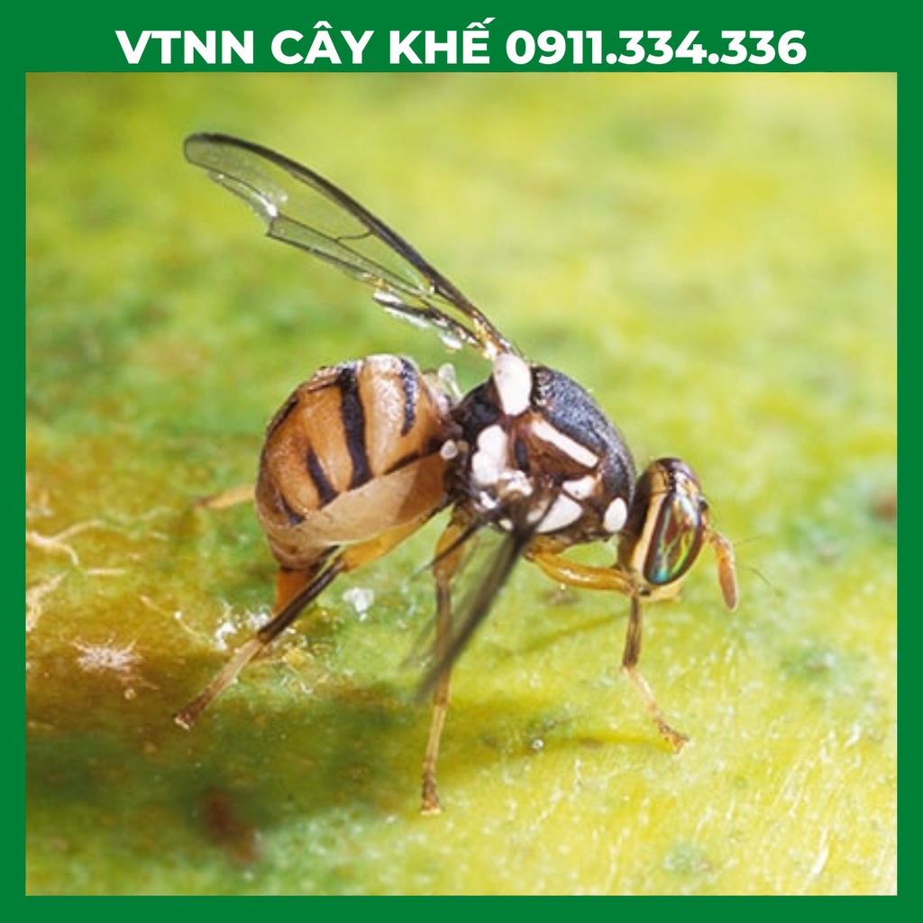 Ruồi Vàng - Bẫy Ruồi Vàng Có Thuốc Dẫn Dụ Ruồi Vàng, Thuốc Dẫn Du Ruồi Vàng - Combo 5 bộ