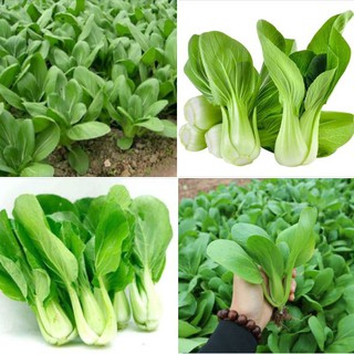 Combo 3 gói hạt giống rai cải chíp xanh F1