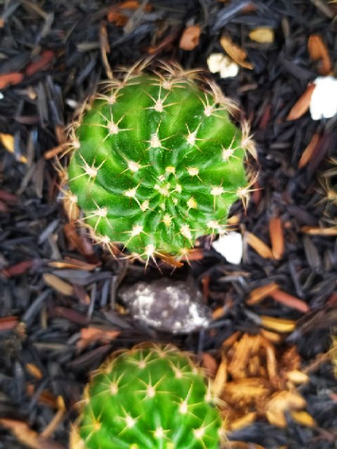 Xương rồng Lobi V80