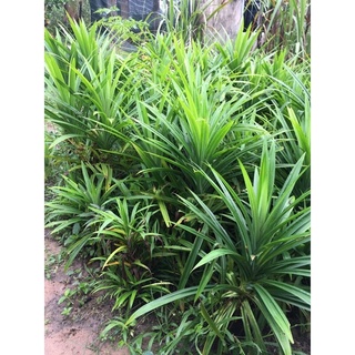 Lá dứa tươi 500g