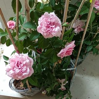 Cây 🌲 Hoa hồng ngoại... siêu nụ...( Siêu thơm)