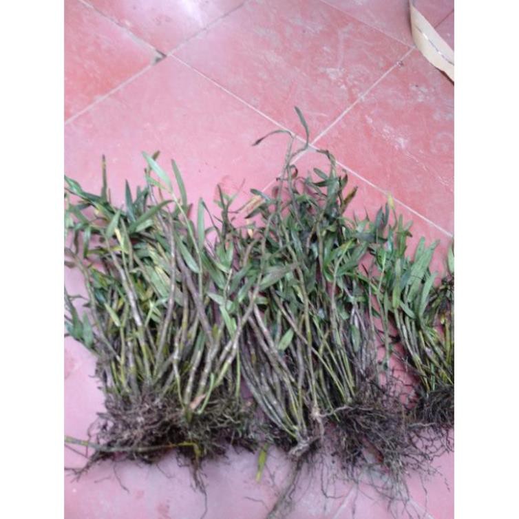hoa phong lan  hoàng thảo thập hoa