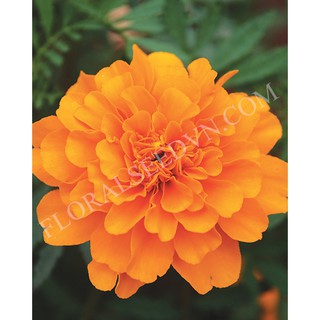 Hạt giống Hoa Vạn Thọ Ban Mai Pháp Lùn Cam FVN FMAR105 Mỹ Alaska Orange