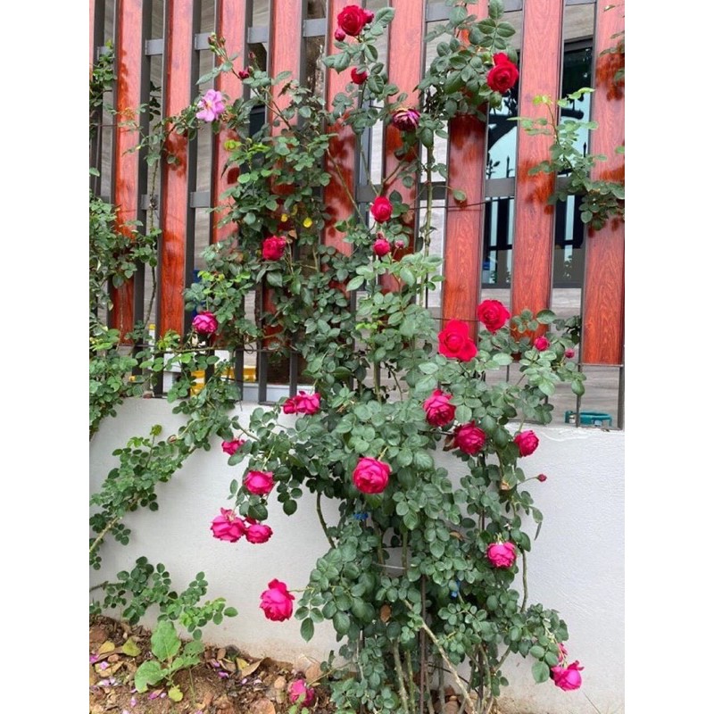 COMBO 5 CÂY HỒNG LEO ĐỦ MÀU ĐÃ KÍCH RỄ KÍCH MẦM SẴN