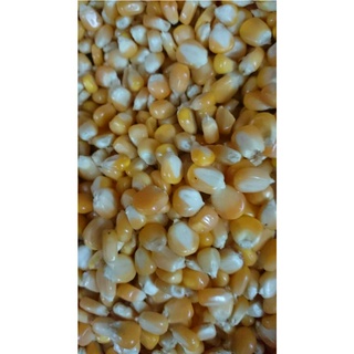 Bột ngô (bắp) vàng nguyên chất