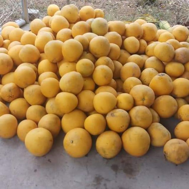 Bưởi diễn site 6-8 lạng.