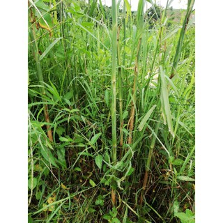 cây sậy nước( cây giống)